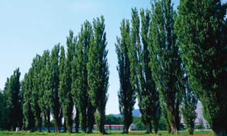 poplars