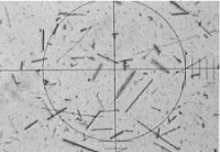 茶石綿（アモサイト）の顕微鏡写真